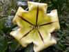 Solandre Calice d'or Liane trompette : fleur. Solandra grandiflora