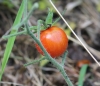 Solanum lycopersicum L. Tomate. Fruit.