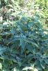 Bringellier marron ou tabac marron - Solanum mauritianum