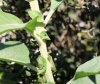Fleurs : Bringellier marron ou tabac marron - Solanum mauritianum