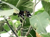 Fleurs : Bringellier marron ou tabac marron - Solanum mauritianum