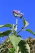 Fruits : Bringellier marron ou tabac marron - Solanum mauritianum