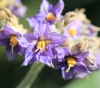 Bringellier marron ou tabac marron - Solanum mauritianum