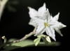 Solanum robustum. Fleur.