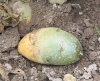 Pomme de terre, Solanum tuberosum L.