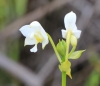 Spathoglottis plicata Blume.