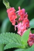 Épi rose, Bois de chenilles rouge, Stachytarpheta mutabilis