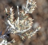 Stoebe passerinoides (Lam.) Willd. Branle blanc.