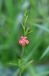 Striga asiatica (L.) Kuntze. Fleur rouge.