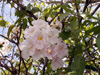 Fleurs Tabebuia, poirier pays ou arbre à trompettes roses. Tabebuia rosea