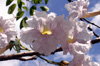 Fleur Tabebuia, poirier pays ou arbre à trompettes roses. Tabebuia rosea