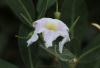 Fleurs Tabebuia heterophylla.