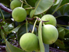 Fruits : Takamaka - Calophyllum inophyllum