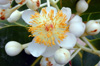 Fleurs : Takamaka - Calophyllum inophyllum