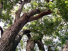Tamarin des hauts. Acacia hétérophylla.