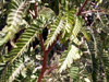 Tamarin des hauts. Acacia hétérophylla. feuilles