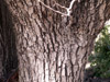 Tamarin des hauts. Acacia hétérophylla. tronc écorce