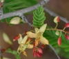 Fleur : Tamarindus indica L.