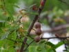 Fruit : Tamarindus indica L.