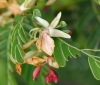 Fleurs : Tamarindus indica L.