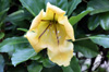 Fleur : Solandra maxima. Tasse d'or