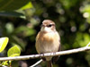 Tec-tec. Saxicolas tectes. Oiseau endémique de La Réunion