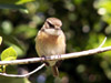 Tec-tec. Saxicolas tectes. Oiseau endémique de La Réunion