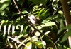 Tec-tec, Saxicolas tectes, Oiseau endémique de La Réunion