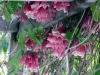 Tecomanthe dendrophylla. Liane de La Réunion