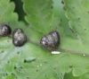 Tectaria gemmifera (Fée) Alston