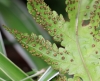 Tectaria gemmifera (Fée) Alston