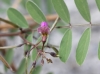 Tephrosia purpurea. Fleur