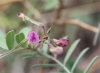 Tephrosia purpurea. Fleurs