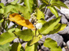 Ti bois de senteur - Croton mauritianus, Arbuste endémique de La Réunion