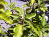 Ti bois de senteur - Croton mauritianus Arbuste endémique de La Réunion
