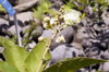 Ti bois de senteur - Croton mauritianus Arbuste endémique de La Réunion