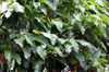 Feuilles Croton mauritianus. Ti bois de senteur