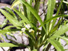 Ti mangue ou Bois collant - Psiadia dentata Flore endémique de La Réunion