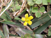 Petit-Trèfle ou Ti-Trèfle - Oxalis corniculata L.
