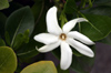 Fleur de Tiaré, Gardenia taitensis