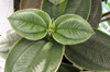 Tibouchine à grandes feuilles - Tibouchina grandifolia