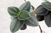 Tibouchine à grandes feuilles - Tibouchina grandifolia Flore La Réunion