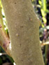 Solanum betaceum Cav.
