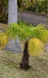 Trachycarpus fortunei (Hook.) H. Wendl. Palmier de Chine.