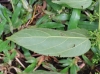 Trema orientalis (L.) Blume.