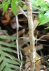 Trichosandra borbonica Decne.