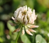 Trifolium repens. Trèfle blanc