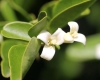 Triphasia trifolia (Burm. f.) P. Wilson