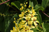Fleurs : Tristellateia australasiae. Etoile d'Australie