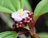 Tristemma mauritianum. Fleur